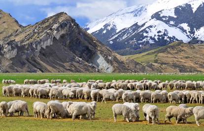 Na Novom Zelandu ima više ovaca nego ljudi 