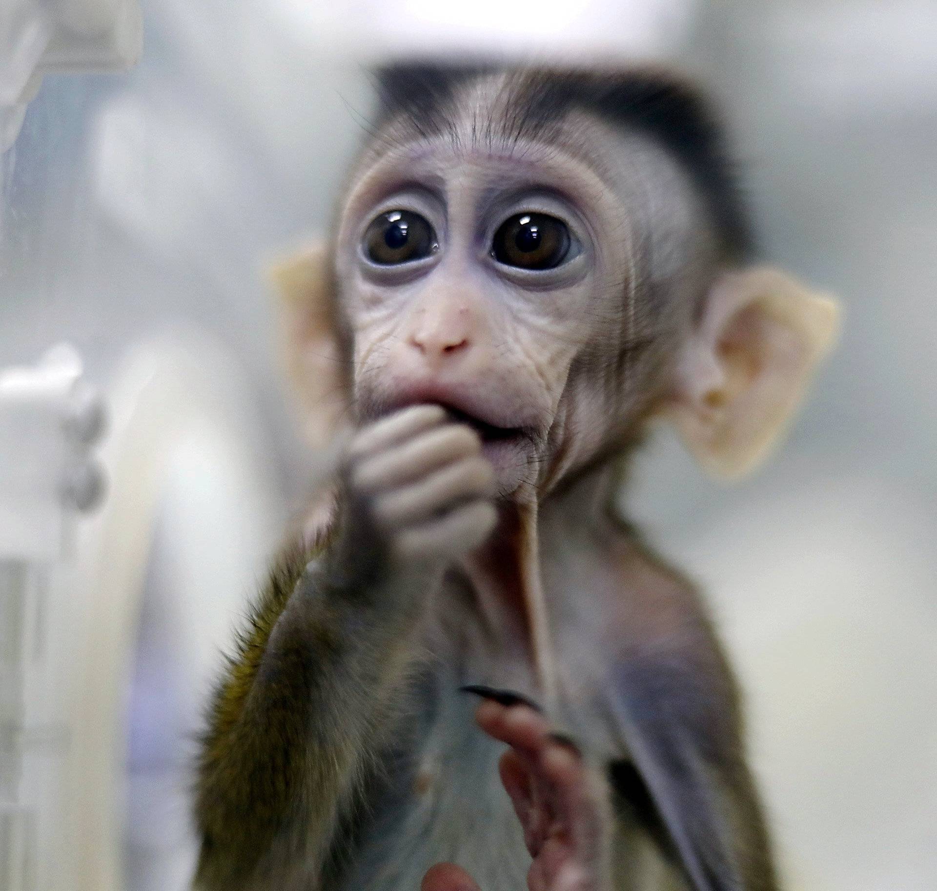 Monkey cloned from a gene-edited macaque with circadian rhythm disorders is seen in a lab at the Institute of Neuroscience of Chinese Academy of Sciences in Shanghai
