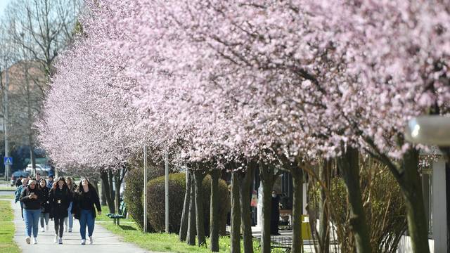Čakovec: Procvala japanska trešnja