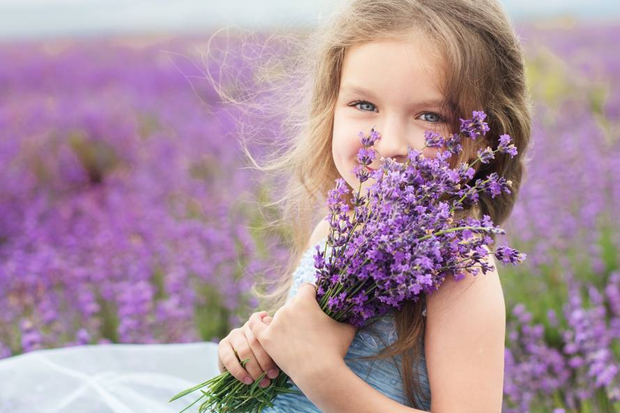 Kadifice i lavanda otjerat će komarce, bosiljak odbija muhe