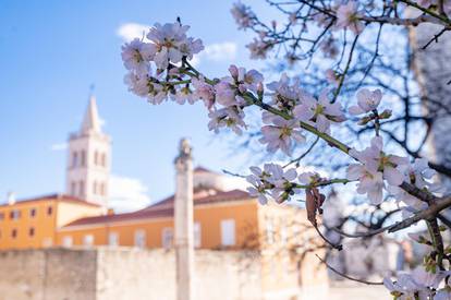 Zadar: Procvjetala stabla na Forumu usred siječnja