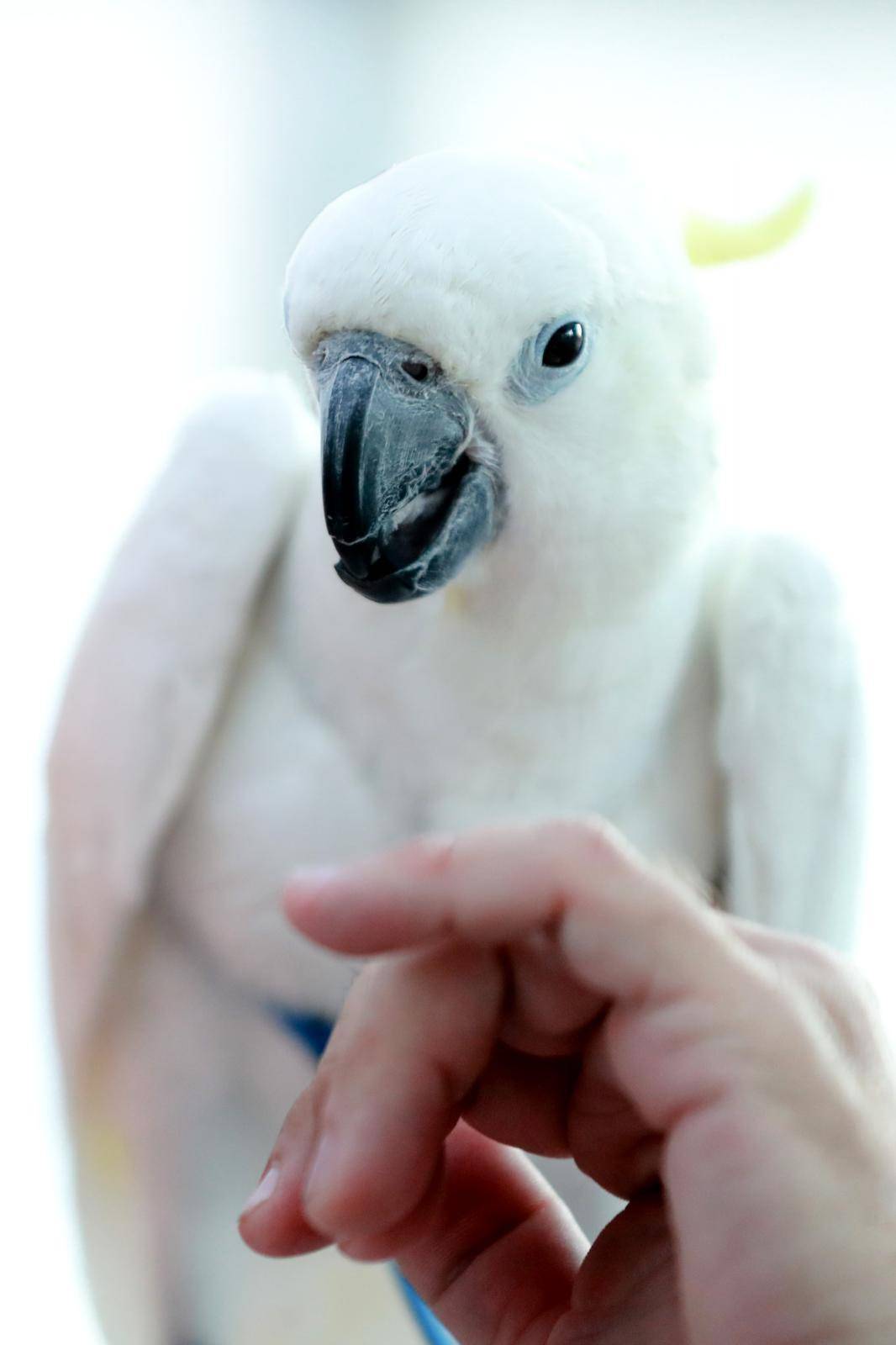 Velika bijela papiga Koko - najbolje društvo za jutarnju kavu u gradu