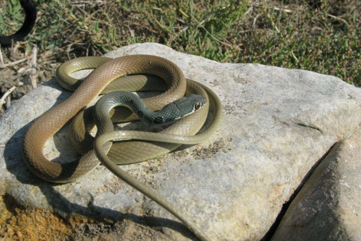 Šilac: Jedna od najbržih zmija u Hrvatskoj voli 'obalu i otoke'