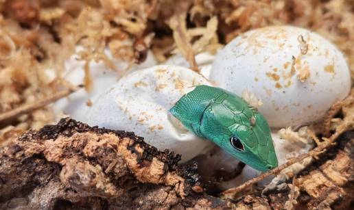 Zagreba&ccaron;ki ZOO objavio veliku vijest: 'Izleglo se pet mladunaca gotovo ugro&zcaron;ene vrste!'