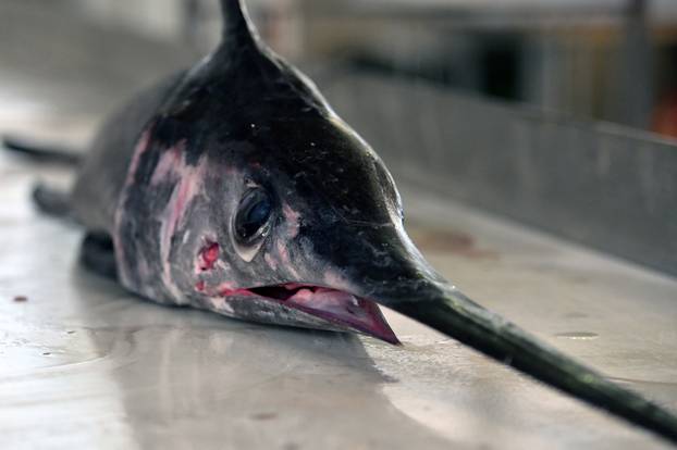 Šibenik: Sabljarka od 25 kg plijenila pozornost na ribarnici