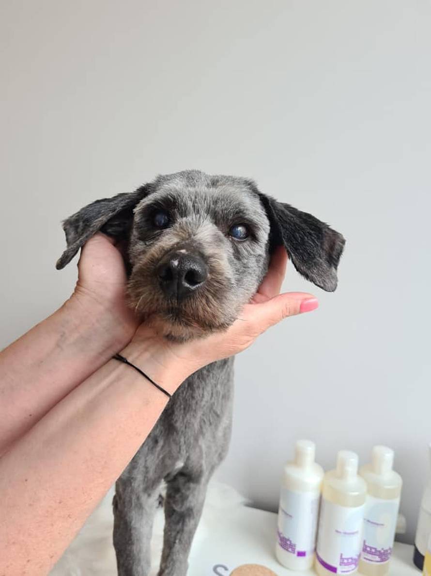 Zapušteni pas stigao u udrugu: 'U devet godina volontiranja još nismo ovako nešto vidjeli...'