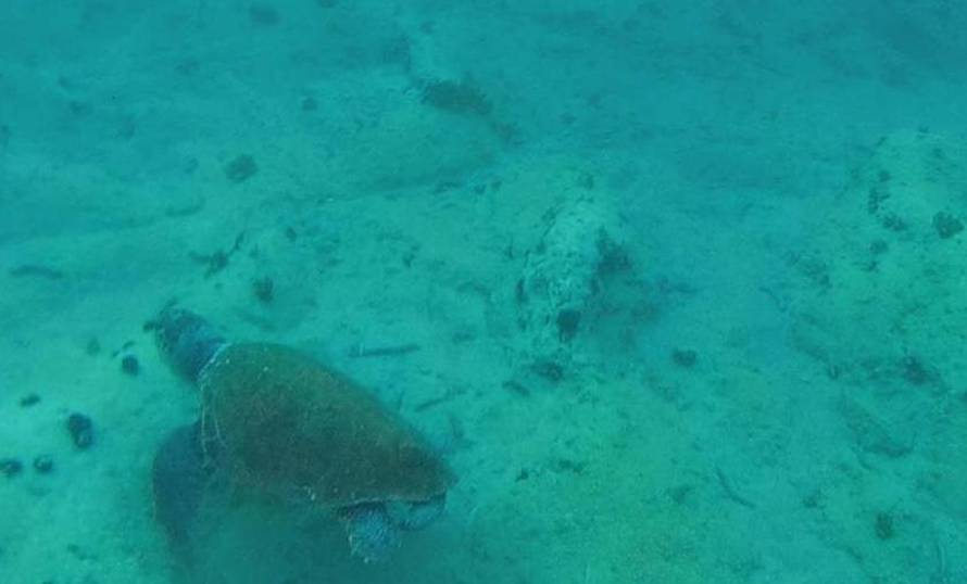 Ovo je lista opasnih stanovnika Jadrana, ima i morskih pasa. Stručnjaci: 'Ne dirajte životinje'