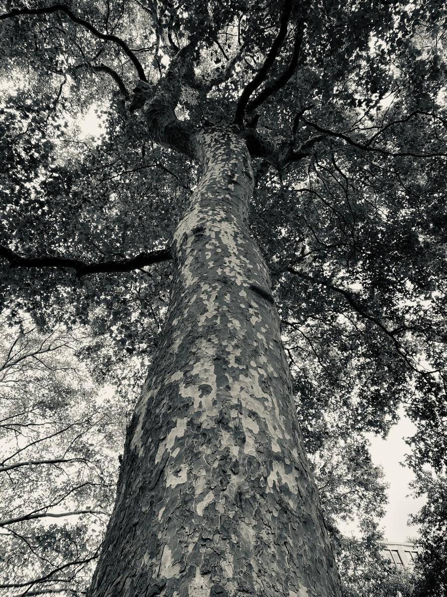 Devetnaest godina pod istim stablom: U Zagreb stiže 'The Tree Knew' Maje Vržine