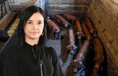 Vučković potvrdila za 24sata: Svinje se mogu klati,  ali to je samo za vlastite potrebe