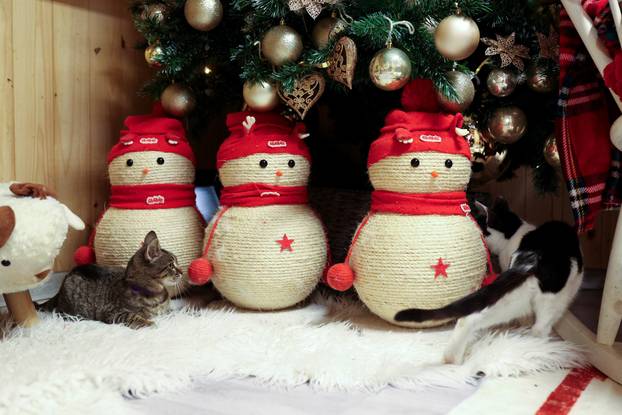Rijeka: Advent za mačke u Kitten Safe House