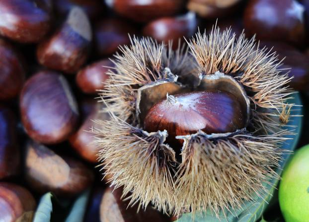 Zagreb: Na Dolac stigli prvi ovogodišnji kesteni, cijene su od 5 do 7 eura