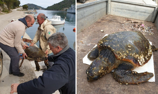 Na Lastovu su spasili  morsku kornjaču: Nazvali je Koronita