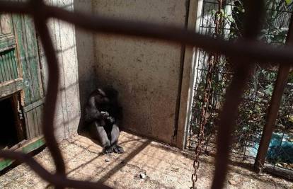 Zoološki vrt užasa: Inspekcija je pronašla bolesne životinje