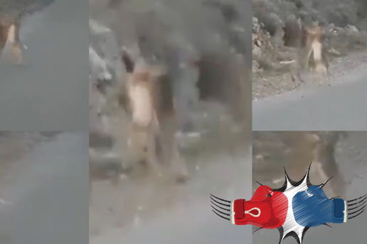 Urnebesni video iz Dalmacije: Zečevi se sukobili nasred ceste