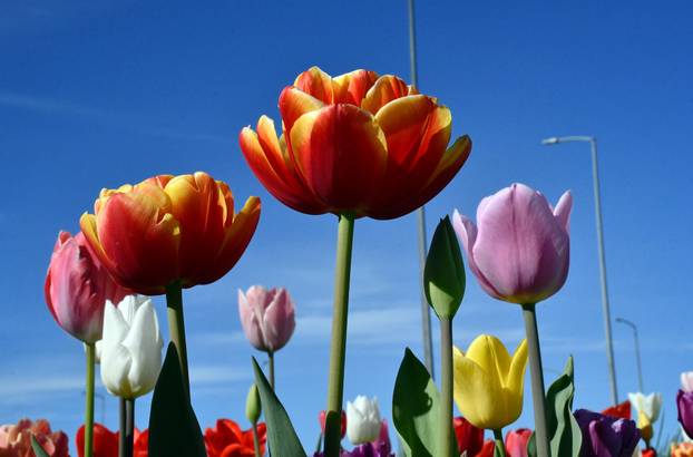 Slavonski Brod: Šarene cvjetne gredice rascvjetalih tulipana svojom ljepotom krase gradske parkove