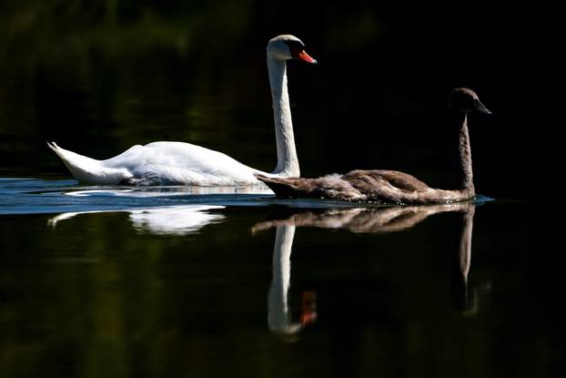 Zagreb: Biljni i životinjski svijet na jezeru Savica
