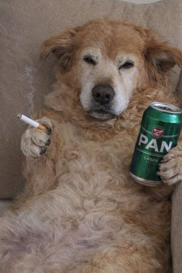 SUPER FOTKE vaših ljubimaca! Neki bi mogli biti viralni hit, ali svi su jednostavno neodoljivi