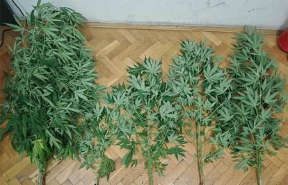 Umjesto pelargonija na balkonu u Splitu u teglama imao 'travu'