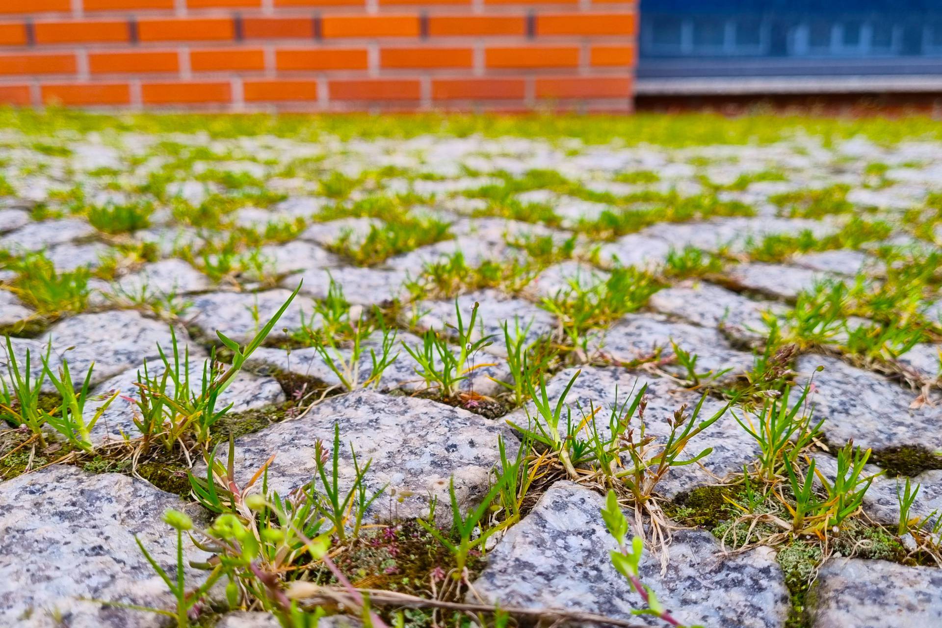 Najlakši način: Riješite se korova uz samo jedan proizvod