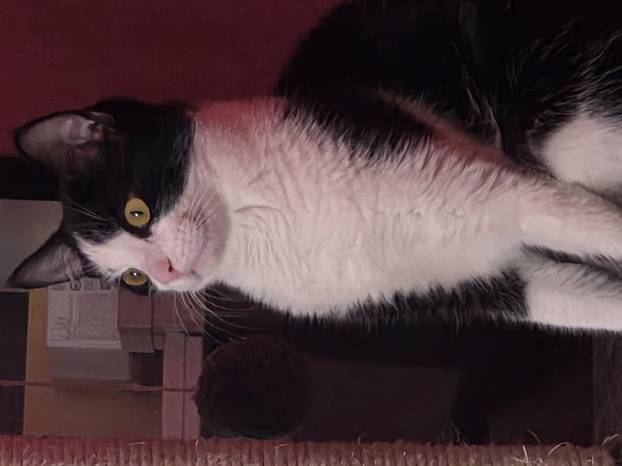 SUPER FOTKE vaših ljubimaca! Neki bi mogli biti viralni hit, ali svi su jednostavno neodoljivi