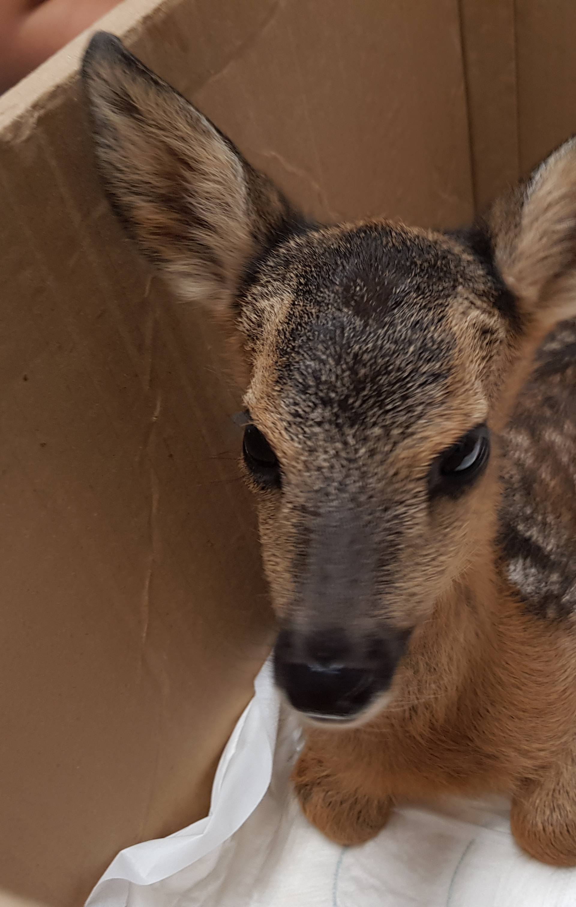 Heroji zagrebačkog zoološkog: Ove bebe spasili u zadnji tren...