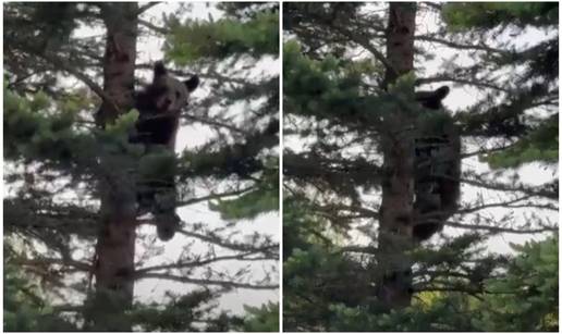 VIDEO Ne, to nije ogromna ptica nego medvjed u Lici: 'Ma oni se više boje nas nego mi njih...'