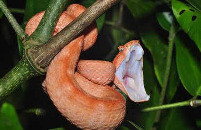 Prije ugriza najotrovnija zmija Eyelash Viper će im namignuti