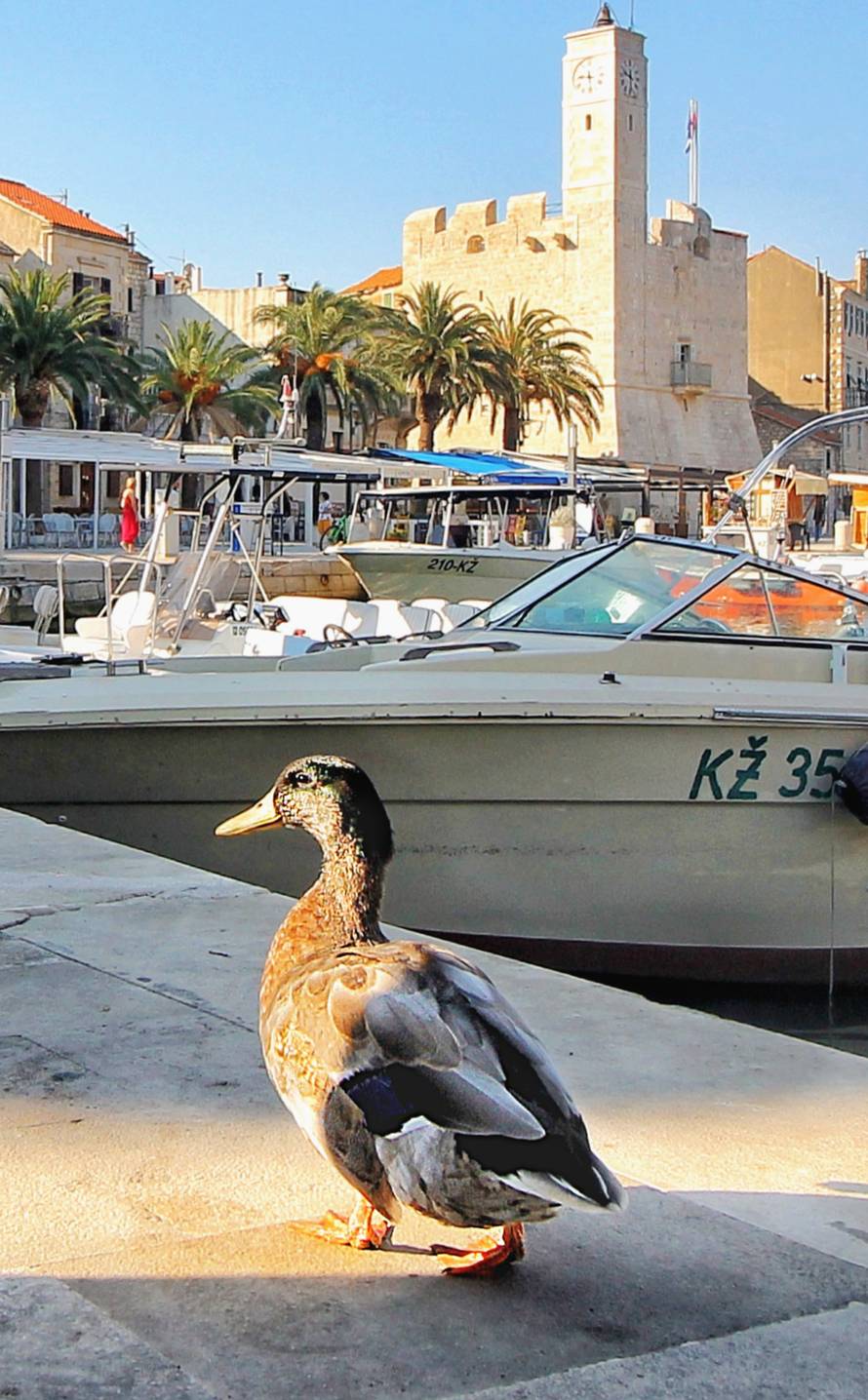 Uginuo je patak Mirko koji je živio u Komiži na otoku Visu. Bio je jedan od simbola otoka