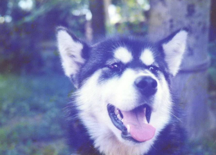 24ljubimci/Fotografije čitatelja