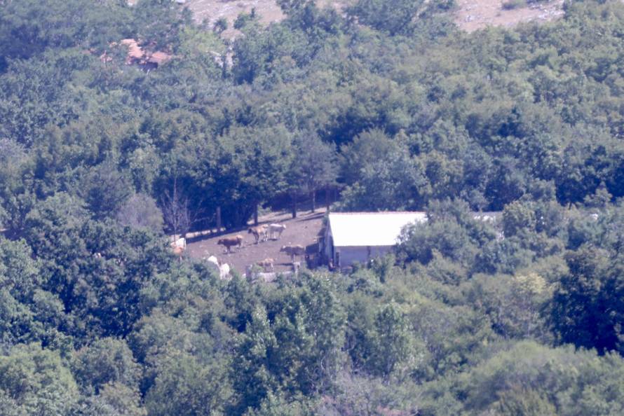 Vrlika: Danas počinje cijepljenje stoke zbog bedrenice