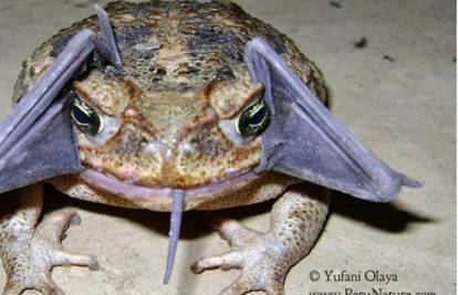 Krivi smjer: Šišmiš uletio žabi ravno u usta