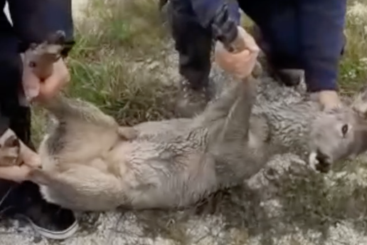 Ribar ulovio srndaća pored Obrovca: 'Nemoj prema moru!'