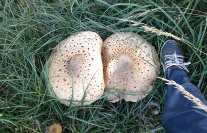 Fotogalerija: Ovo su gljive koje su u šumi ubrali naši čitatelji