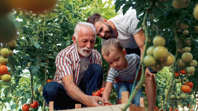 Grandfather,son and grandson working in greenhouse