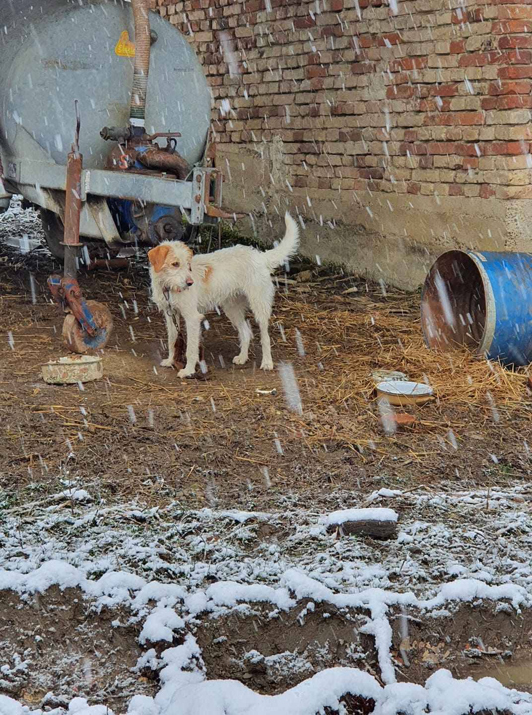 'Životinje oko Petrinje pate, u blatu su i vlastitom izmetu'