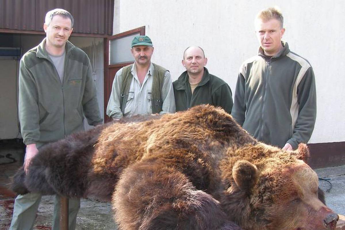Odstrijeljeni medvjed od 320 kg imao je trihinelozu