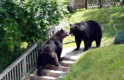 U dvorištu obiteljske kuće dva medvjeda potukla se 'do krvi'