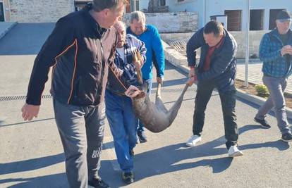 'Ima li soba za mene?' Neobičan gost ušetao u hotel u Istri, lovci ga morali odnijeti na slobodu