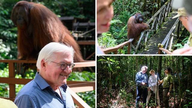 Pazi, majmun! Predsjednik Njemačke hitno prekinuo izjavu, morao se skloniti orangutanu