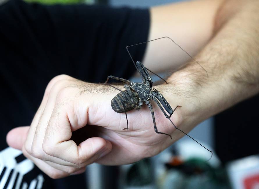 Marko je kralj tarantula: Ima ih 150, a pokrenuo je i posao...