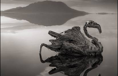 Čudnovato jezero: Ptice pretvara u okamenjene skulpture