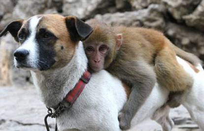 Mladi majmun dobio svog osobnog psa zaštitnika
