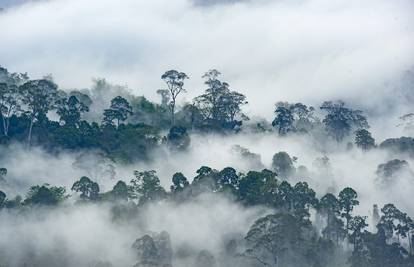 Prašume nestaju strahovitom brzinom: Amazonija bi mogla postati savana za pola stoljeća