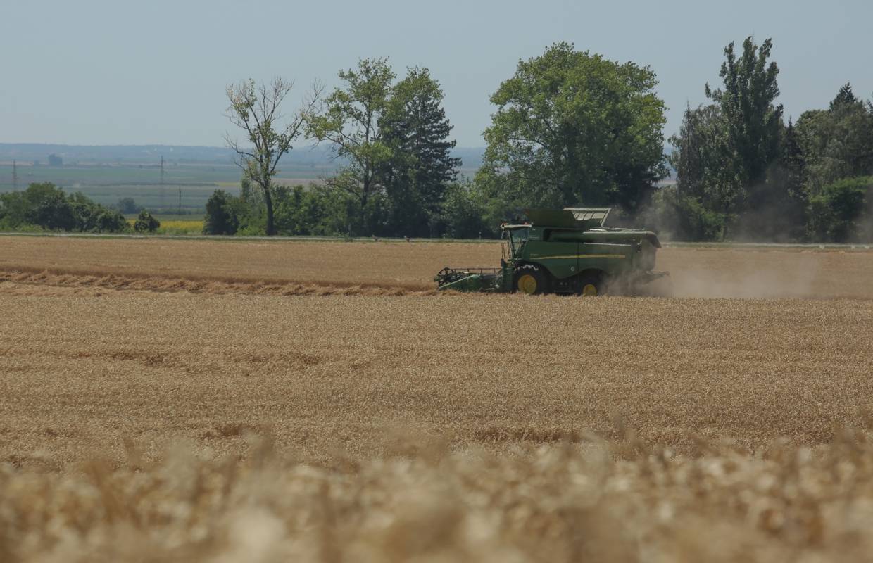 Argentina prva na svijetu dala dozvolu za uzgoj GMO pšenice