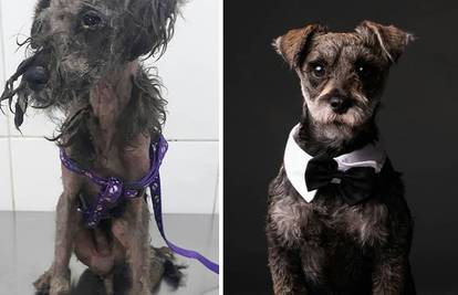 Moć ljubavi: Nevjerojatne fotke psića prije i nakon usvajanja