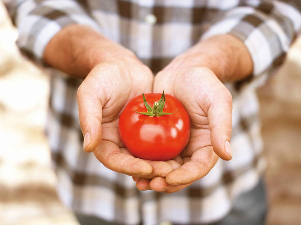 Iz srca Italije – Samo najbolje rajčice na vašem stolu