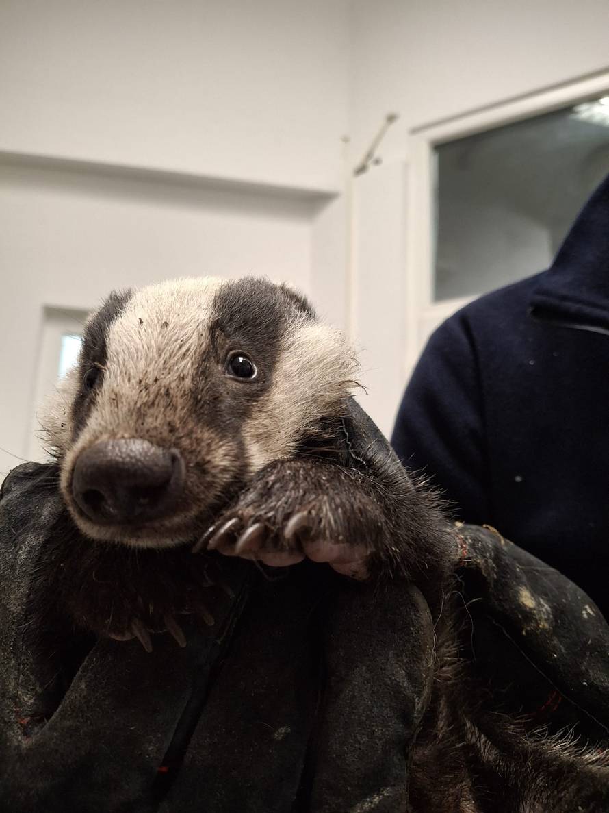 FOTO ZOO Zagreb spasio život malom jazavcu: 'Slatka zvjerka ispija mlijeko iz bočice na eks!'