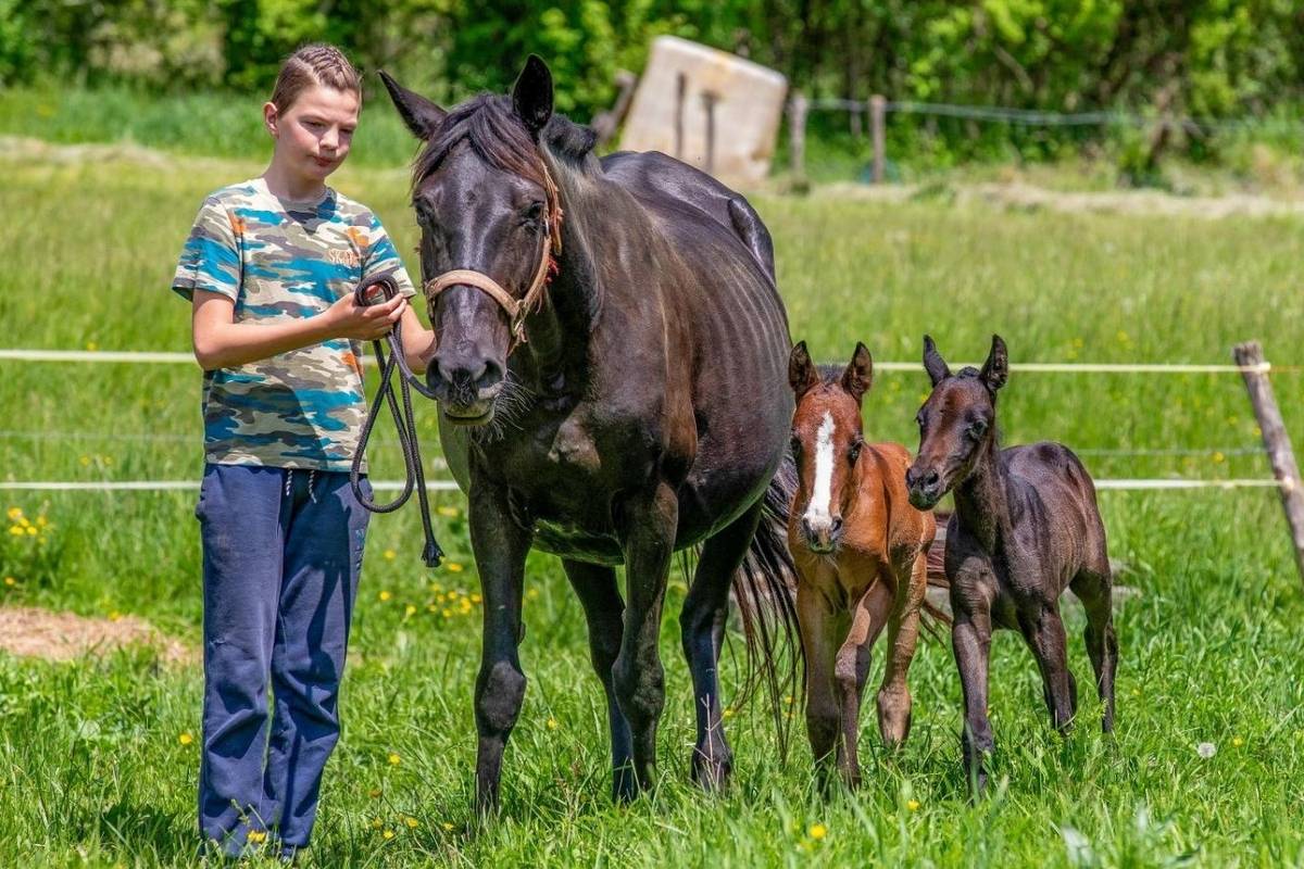 VIDEO Kobila u Istri oždrijebila je blizankinje Monu i Lizu: 'Imamo dva prekrasna čuda'