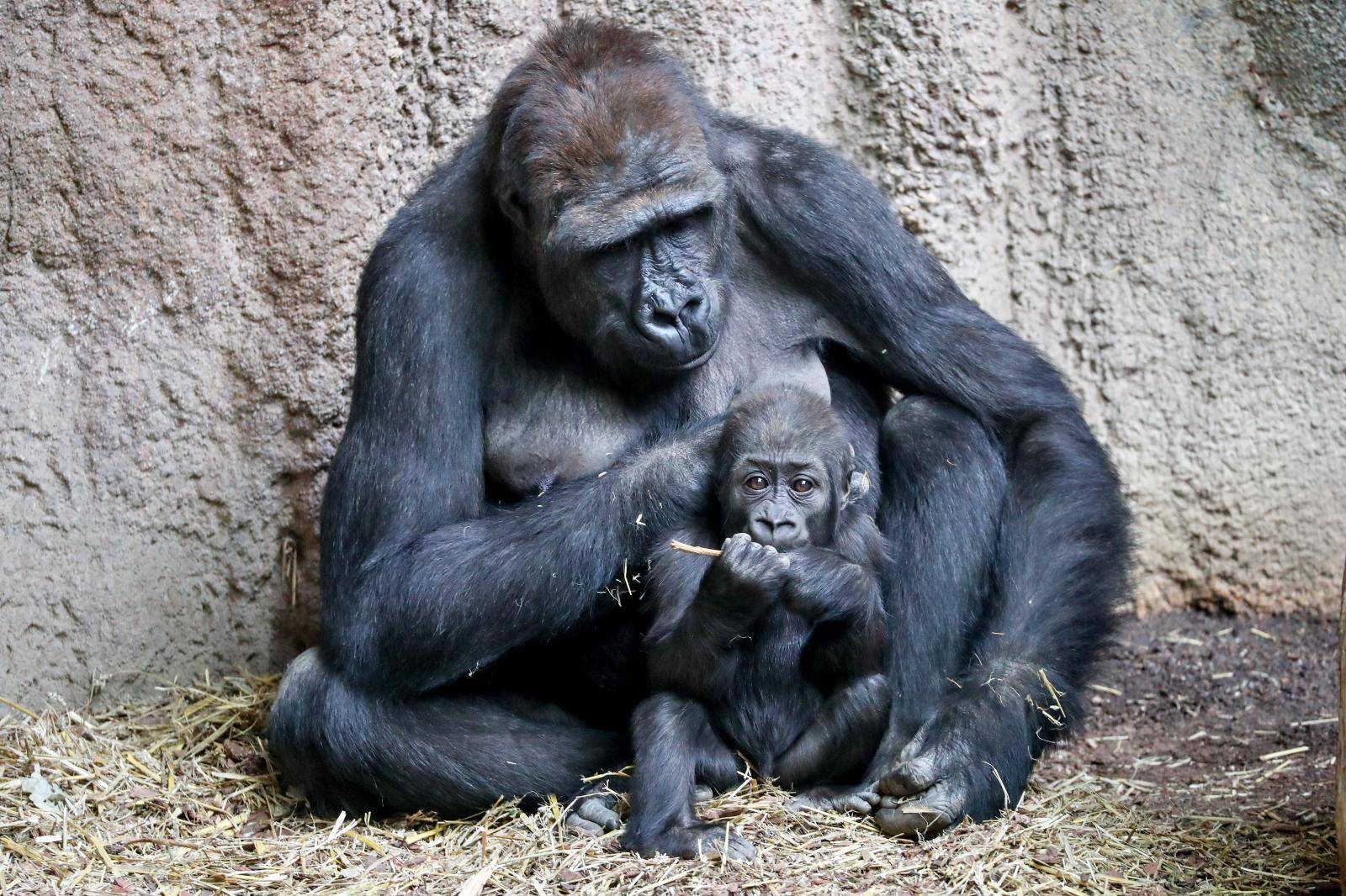 Gorilla baby Kianga at Leipzig zoo