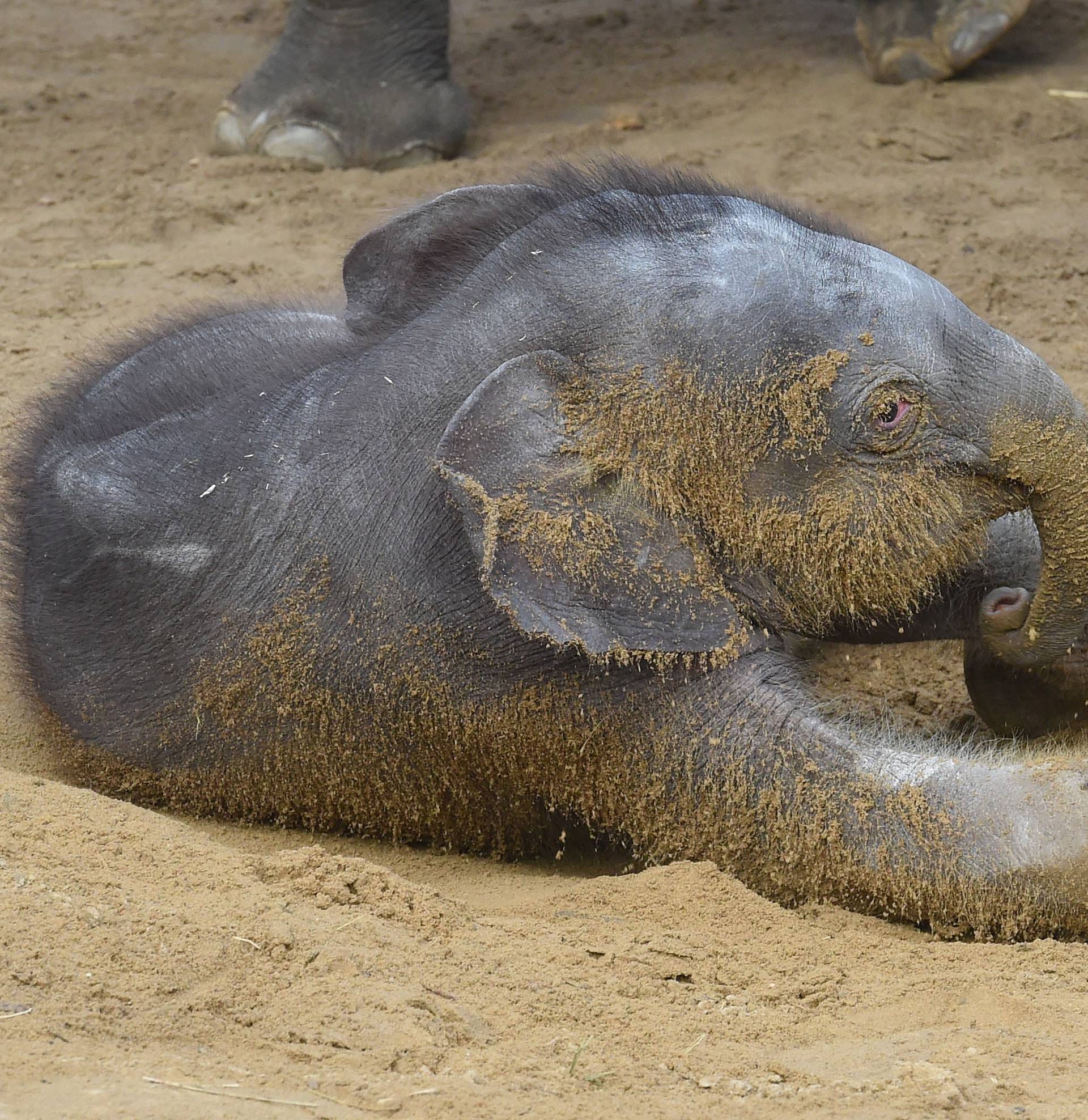 Young elephant 'Die Kleine' at Adventure Zoo Hanover